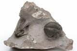 Brown Hollardops With Long Spined Cyphaspis Trilobite #230506-1